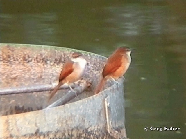 Yellow-chinned Spinetail - ML201831891