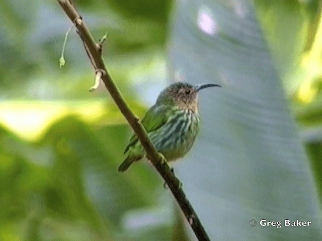 Kobaltnaschvogel - ML201831911