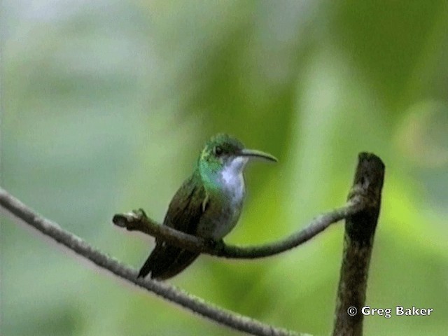 White-chested Emerald - ML201831951