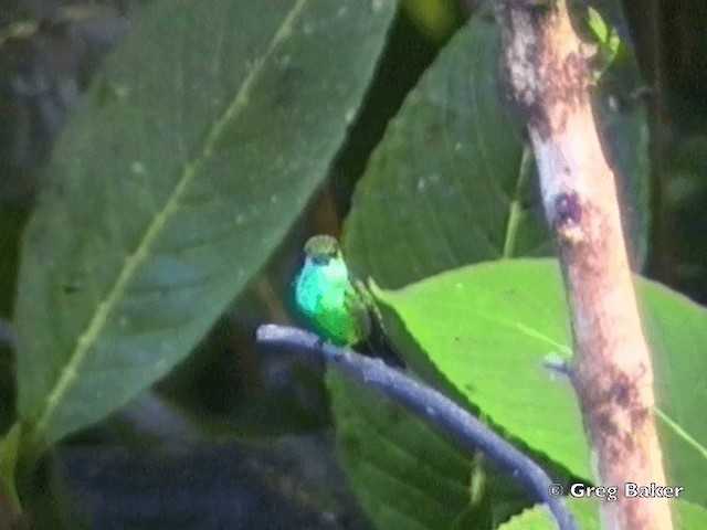 Blue-chinned Sapphire - ML201831961