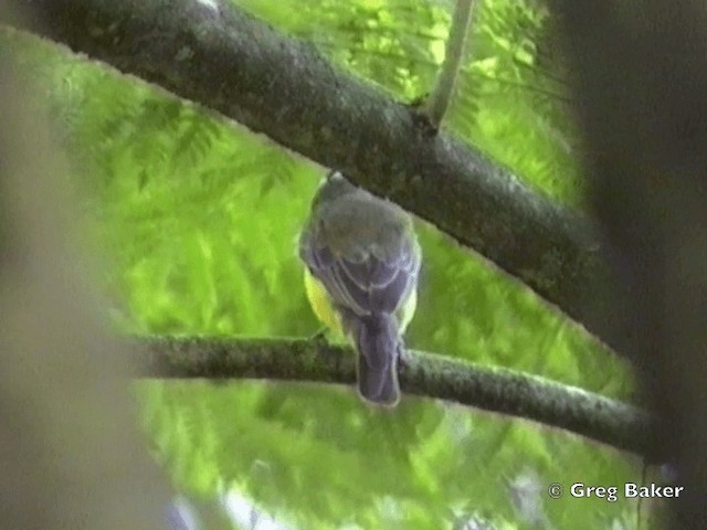 Boat-billed Flycatcher (South American) - ML201831981