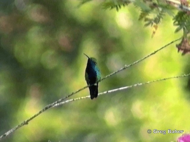 Black-throated Mango - ML201831991