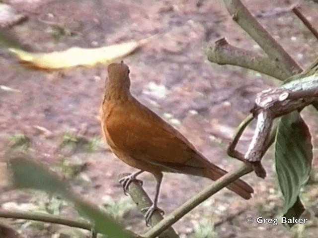 Merle cacao (groupe fumigatus) - ML201832001