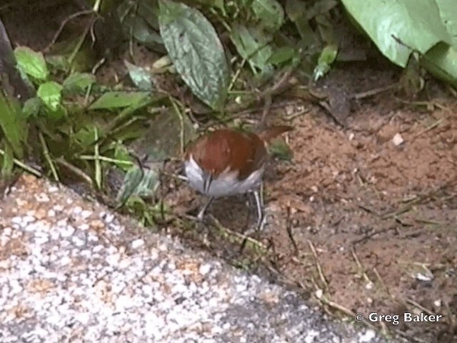 Great Antshrike - ML201832011