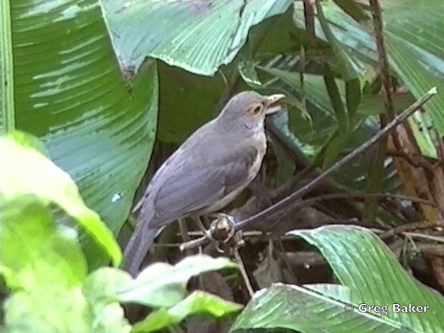 Spectacled Thrush - ML201832021