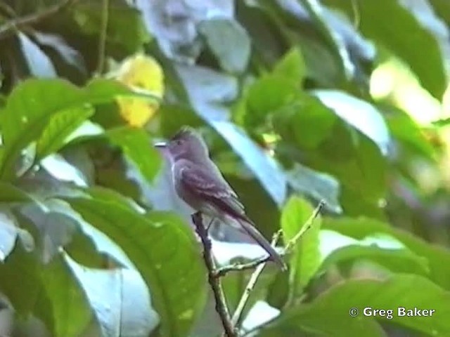 Northern Tropical Pewee - ML201832031