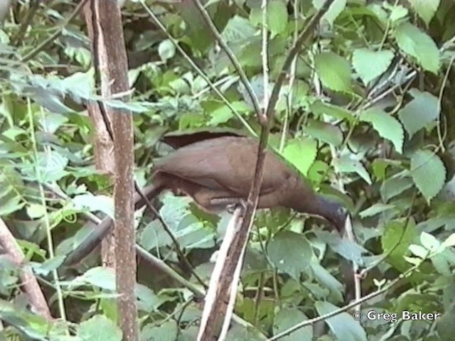 Rufous-vented Chachalaca (Rufous-tipped) - ML201832041