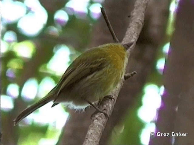 Tyranneau à poitrine jaune - ML201832051