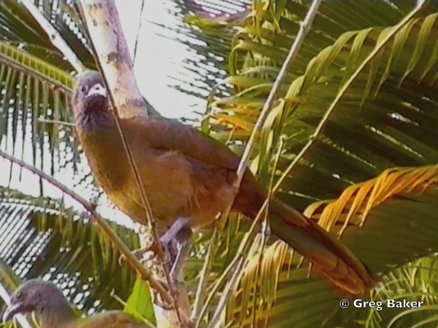 Chachalaca Culirroja (ruficauda) - ML201832091