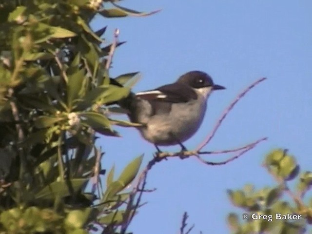 Fiscal Flycatcher - ML201832111