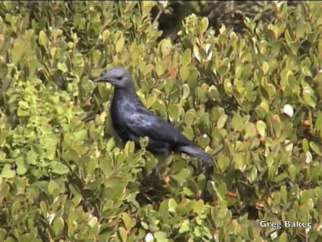 Red-winged Starling - ML201832121