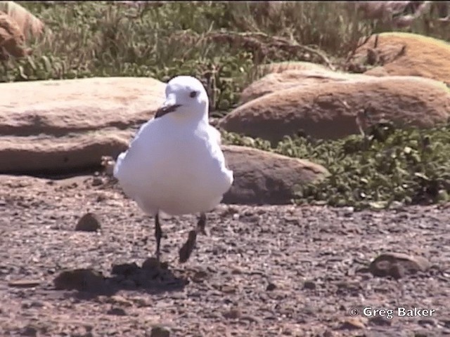 Gaviota Plateada Surafricana - ML201832131