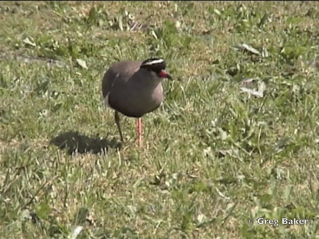 Crowned Lapwing - ML201832171