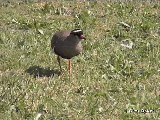 オウカンゲリ - ML201832171