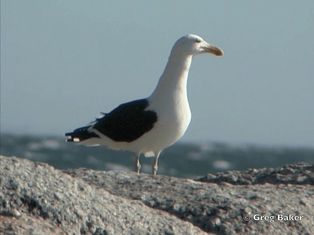 Goéland dominicain - ML201832191