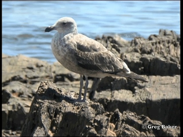 Goéland dominicain - ML201832201