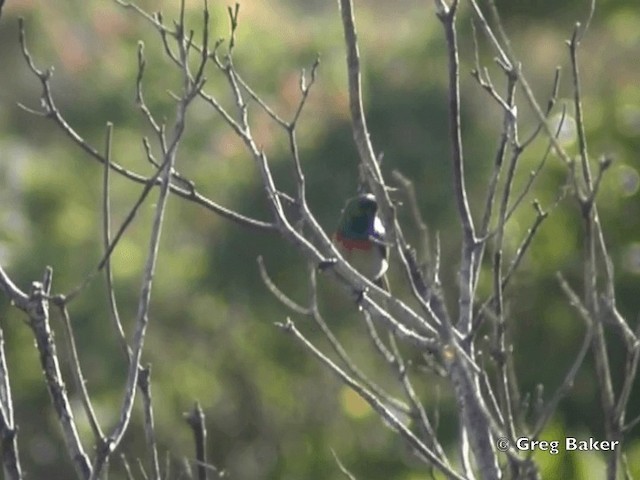 Southern Double-collared Sunbird - ML201832211