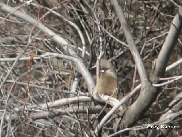 Speckled Mousebird - ML201832221