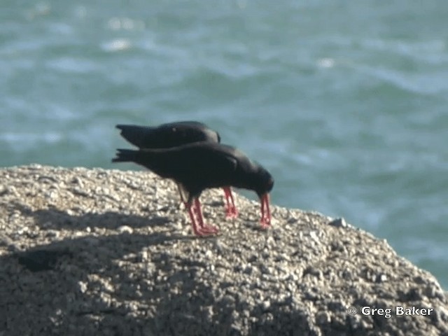 African Oystercatcher - ML201832231