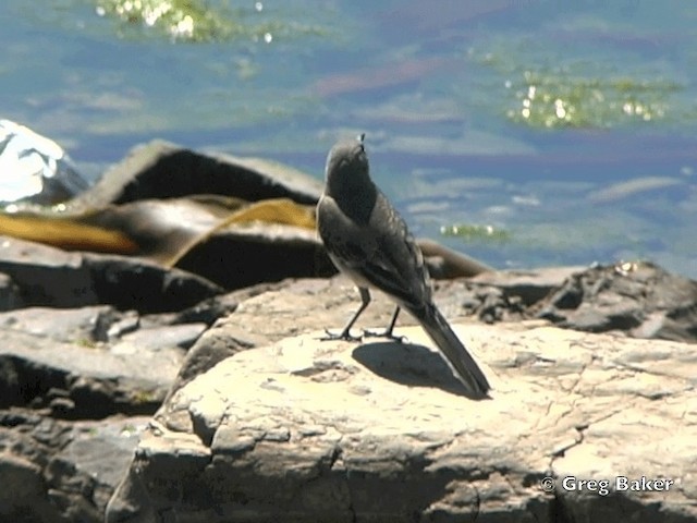 Cape Wagtail - ML201832251