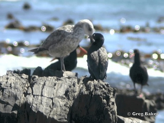 Crowned Cormorant - ML201832261