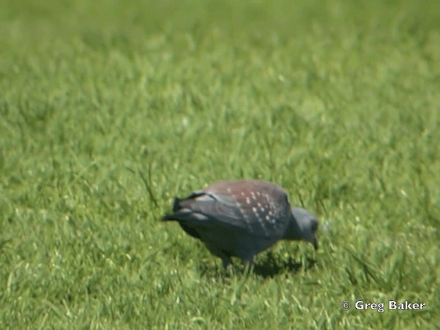 ウロコカワラバト - ML201832271