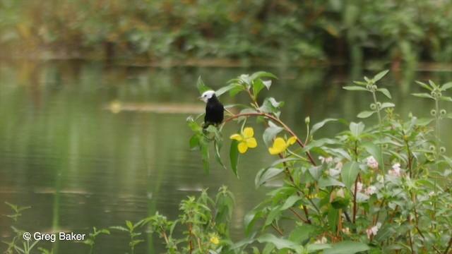 White-headed Marsh Tyrant - ML201832331