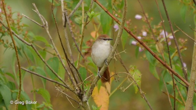 Yellow-chinned Spinetail - ML201832351