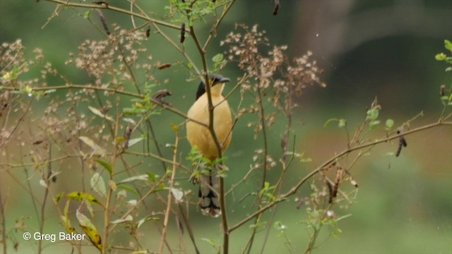 Black-capped Donacobius - ML201832361