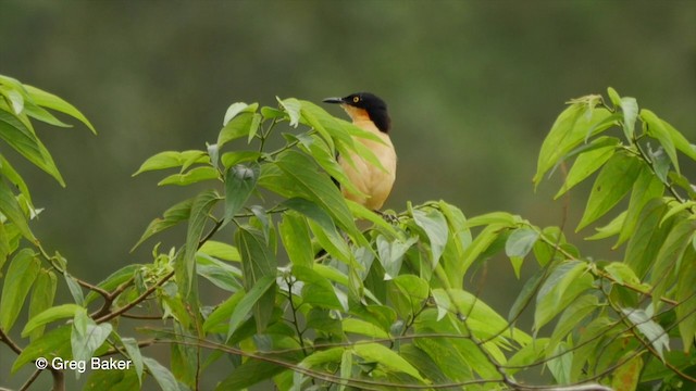 Black-capped Donacobius - ML201832371