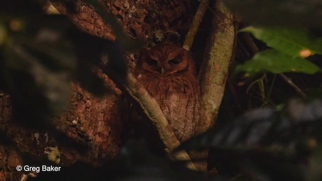 Tropical Screech-Owl - ML201832401