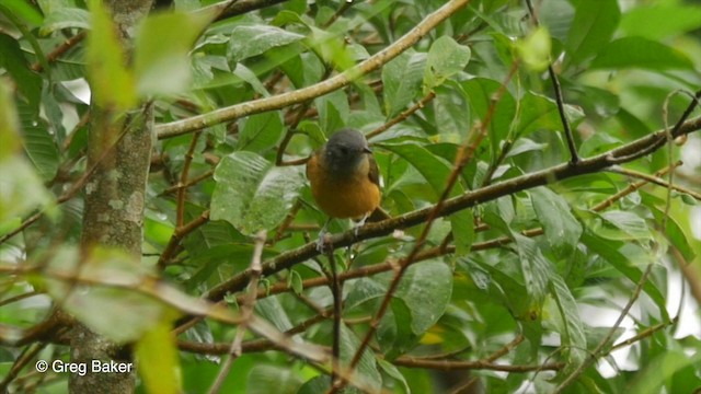 Gray-hooded Flycatcher - ML201832411