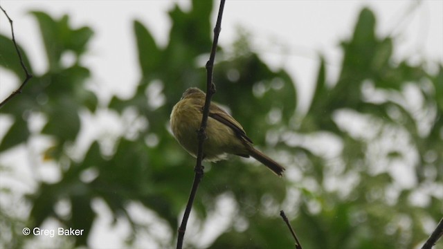 Planalto Tyrannulet - ML201832421