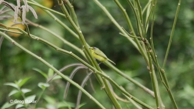 Gelbzügel-Todityrann - ML201832441