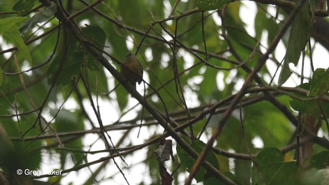 Ochre-bellied Flycatcher - ML201832451