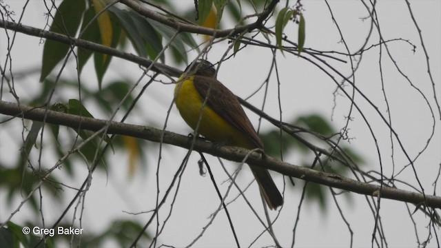 Boat-billed Flycatcher (South American) - ML201832461