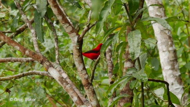 Brazilian Tanager - ML201832471