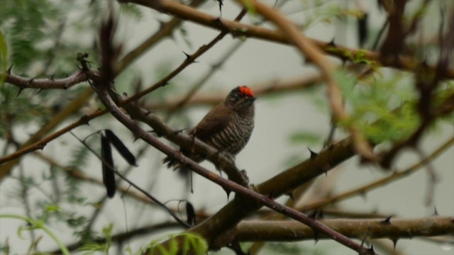 White-barred Piculet (White-barred) - ML201832541