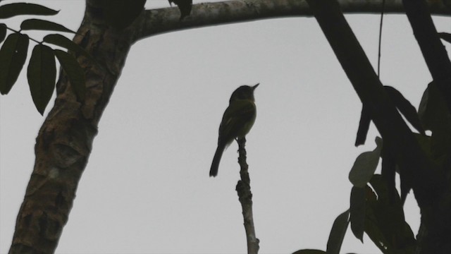 Sepia-capped Flycatcher - ML201832561