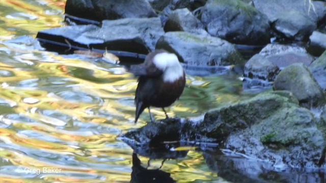 White-throated Dipper - ML201832581