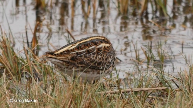 Jack Snipe - ML201832591