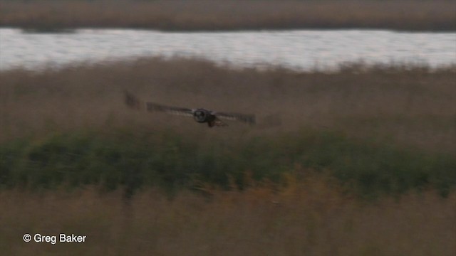 Short-eared Owl (Northern) - ML201832601