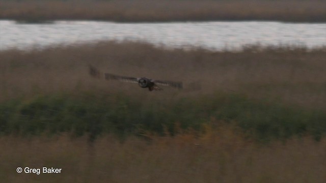 Short-eared Owl (Northern) - ML201832601