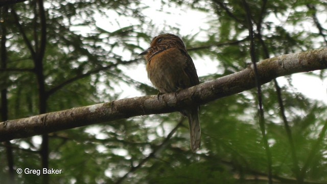 Halbmond-Faulvogel (striata) - ML201832611