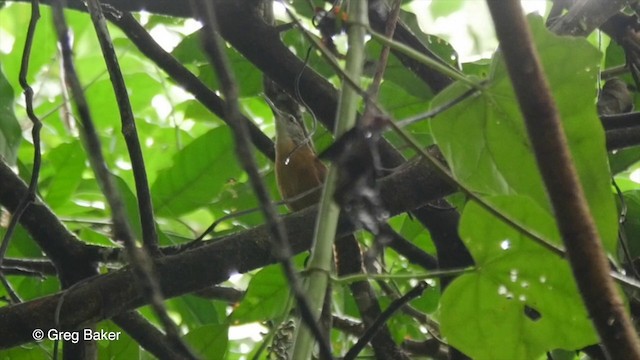 Long-billed Wren - ML201832631