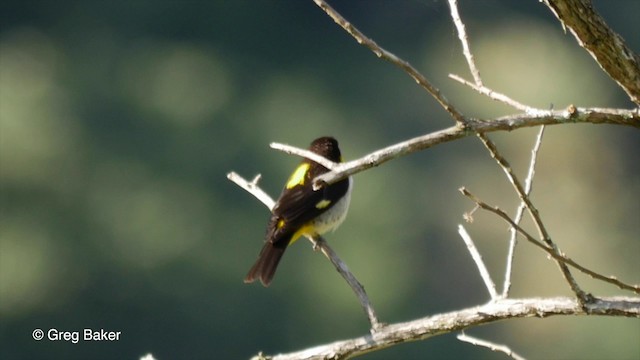 Yellow-backed Tanager - ML201832661