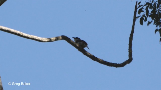 Buff-bellied Puffbird - ML201832671