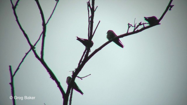 White-thighed Swallow - ML201832701