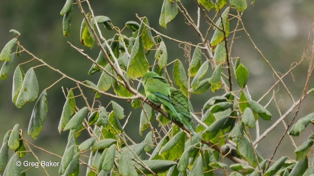 Plain Parakeet - ML201832741