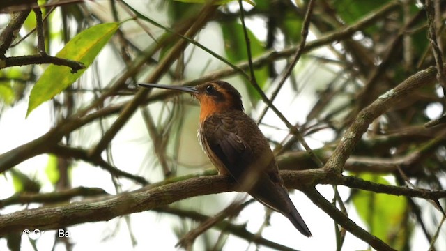 Saw-billed Hermit - ML201832771